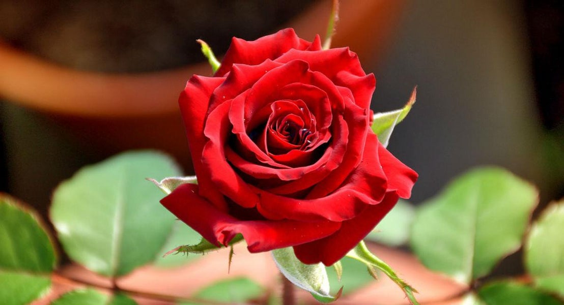 Juni - Rosen